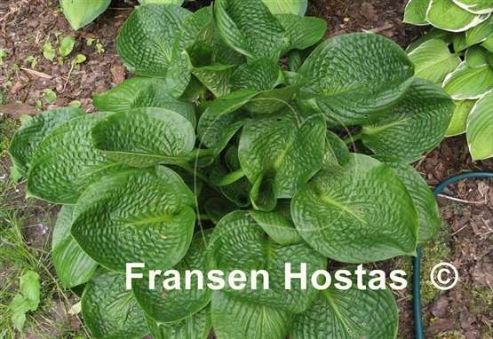 Hosta Deep Pockets